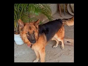 Angry animal's barking video/angry dog barking sound/german shepherd dog barking video.