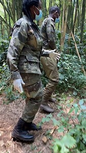 1M views · 24K reactions | Tag that one friend you would love to go with to see the mountain gorillas For booking or inquiries Email: info@kisembosimbauganda.com What’s app: +256773286136 www.kisembosimbauganda.com #askmeaboutuganda #visituganda #creatingmemories #travelphotography #bwindiimpenetrableforest #gorilla #dianafossey. #mountaingorillas #voiceofgorillas #conservation #silverback #gorillaz #100menvs1gorrila gorillavs11men | Moses Kisembo | Facebook