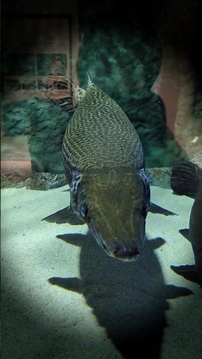 【Alligator gar】ガーの仲間の最大種アリゲーターガー #shorts #alligatorgar #淡水魚