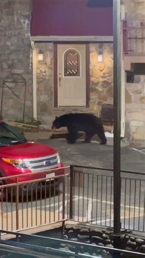 Cubs often wrestle and chase each other for fun and learning survival skills.