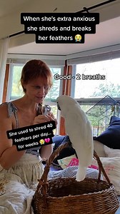 When Isabelle was a baby, her foot got caught in a toy and in time it developed a deep and horrible infection. Her first caregivers frequently traveled abroad and she was left for months alone with little care as the infection raged. Ultimately her foot was amputated and at just barely a year old, I adopted her shortly after the surgery. She had already shredded almost all her feathers and was still such a little baby 😭 She regrew her feathers but stress would cause her to pull them all out aga