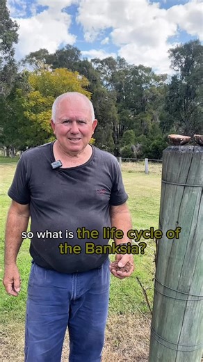 Aroma Diffuser on Instagram: "The life of a Banksia flower 🌼 From bloom to nut, Tony shares the incredible journey of the Banksia — a true full circle of nature. #Banksia #woodturner #AustralianFlora #Handcrafted #BushToBench"