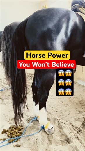 Tent Pegging Rider Talent