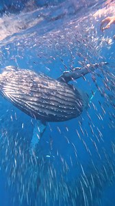 ¿Qué acaba de pasar? 😱 ¡Velo hasta el final! 🤯🤩 📹 @guillegargonz #GoPro #GoProMX #Ballena #LosCabos #Mexico | GoPro
