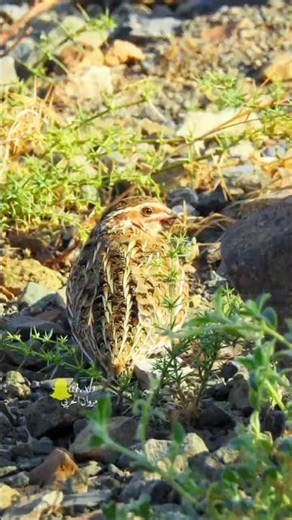 Natural Common Quail Sounds | Original Wildlife Audio 2026