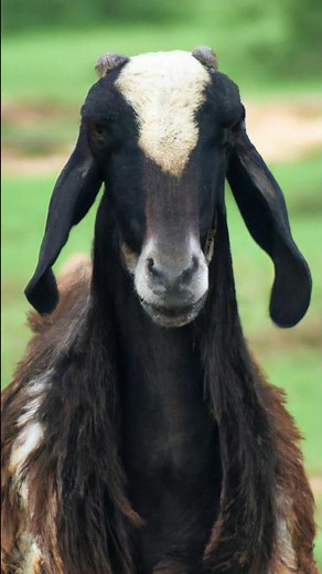 Mutton Chusta Is Which Part - Bihar's Famous Mutton Chusta Curry | Indian Street Food | #shorts