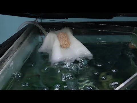 Two Ways To Successfully Hatch Mystery Snail Eggs