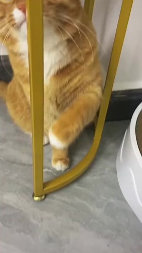 Real Life Garfield Cat: Silly and Cute Moments