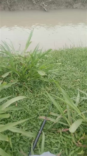 surve disit mancinge buh kapan🗿#mancingmaniamantap #teknikpecutan #mancingliar #mancing