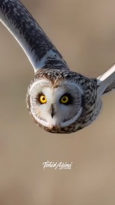 Close up shot of Short-eared Owl in flight #owls #owlsome #shortearedowl #birdsofprey #reelsfb2024 #explore #wildlife | Tohid Azimi