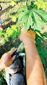 1.5M views · 8.2K reactions | Pruning time ng ating ampalaya #ampalaya #gardening #pruning #buhayprobinsya #fbreels2024 #highlightseveryone | Rochel Tandoc Mero | Facebook