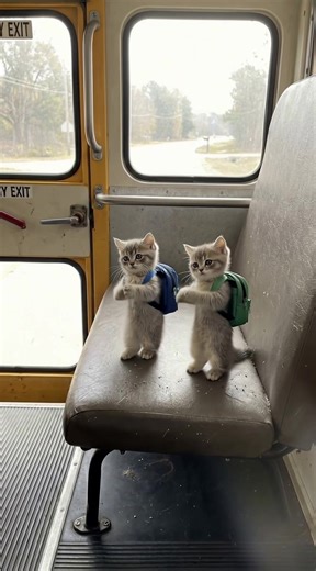 Dance Bus Fun: Join the Groove!