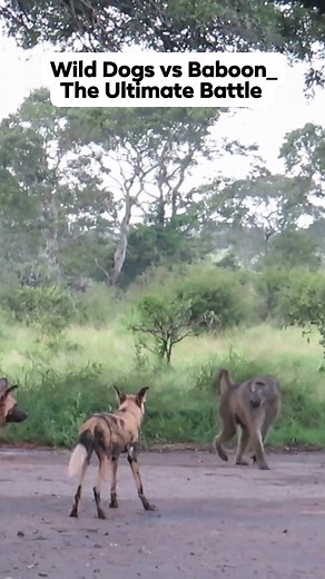 Wild Dogs vs Baboon_ The Ultimate Battle #reel #wildlife | Join us