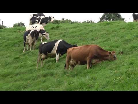 Como fertilizar pastos 1