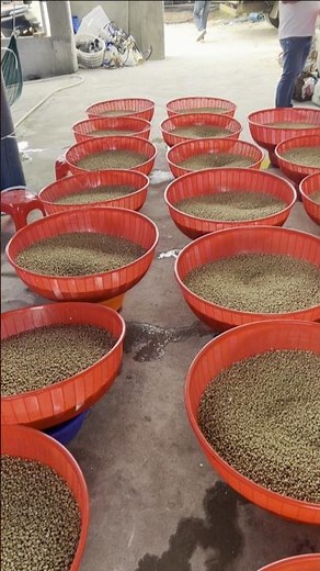 Millions of Baby Sea Snails Ready to Released into Pond – A Spectacular Sight! 👀