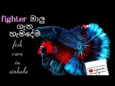 Fighter (betta) fish care in sinhala🐟🐙🐠❗😇🫠