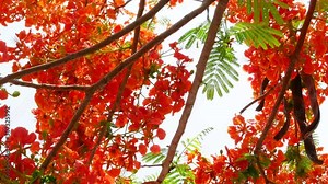 Orange flowers of flamboyant tree or peacock tree, on its branches in the mid of afternoon sunlight against bright sky on a breezy day