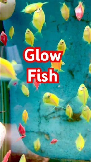 #glowfish