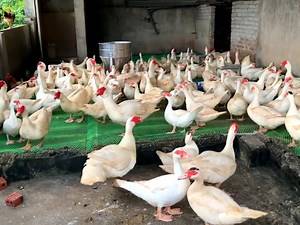 Ducks are self-sufficient by rearing ducks within a small space | BIRD 24
