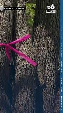 Coyote sightings in Ohio neighborhood spark concern, prevention steps for residents