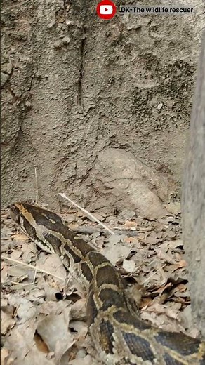 Biggest python ever#longestsnake#biggestpython#longestpython