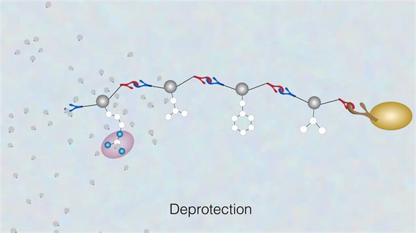 【Fmoc】 多肽固相合成演示动画 Solid Phase Peptide Synthesis