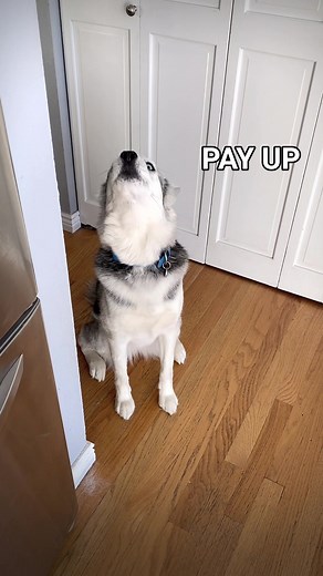 The Cheese Tax: A Hilarious TikTok Trend