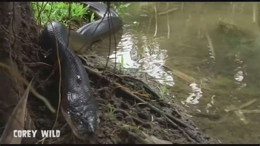 Complete ranking of impressive snake species