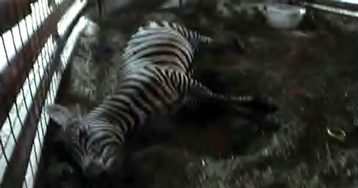 Tennessee Auction Horror: The USDA Is Still Failing to Protect Animals