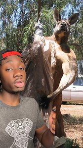 404K views · 10K reactions | What you know about Kangaroo Jack? #kangaroo #animals #nature | Casual Geographic | Facebook