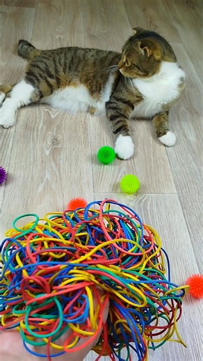 Cat Barsik Balls 🌈⭕ Reverse video #cat #reverse #funnyreversecat