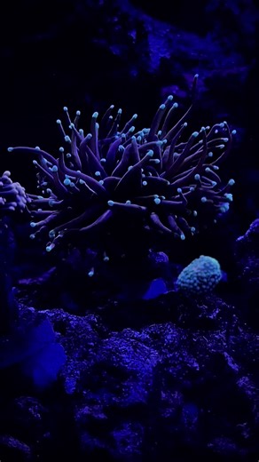 Torch coral dancing in the flow 🪸 #coral #moving #aquarium #saltwater #saltwateraquarium #reef #reeftank #fish #flow #fyp #wrasse #euphyllia #torchcoral #torch