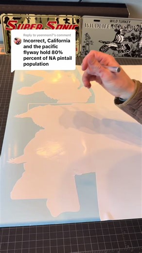 Pintail Duck Hunting in California and the Pacific Flyway