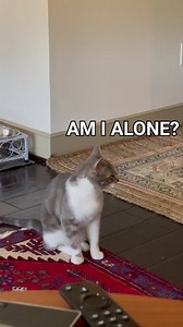 Voice recording yourself when you're home alone to make sure you still can't sing 😂 Animals Doing Things | Cats Doing Things