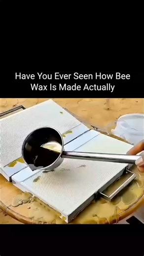 Science | curiosity | Technology on Instagram: "Beeswax is one of nature’s quiet masterpieces, crafted without machines, factories, or shortcuts — only patience, precision, and collective effort. Inside the hive, worker bees transform honey into tiny wax flakes, shaping them cell by cell into perfectly aligned hexagons that engineers still admire today. Each honeycomb is built slowly, softened by warmth, molded by instinct, and perfected through teamwork measured in thousands of hours. When beek