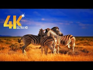 4k Amazing African Zebra Wildlife Footage | It’s Very Beautiful Animal?