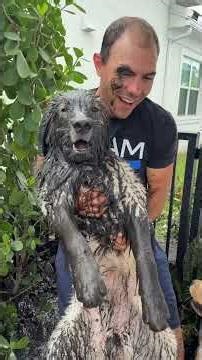 My dog ruined my backyard… #dogsofyoutube #dog #dogs #goldenretriever #home #pool #puppy