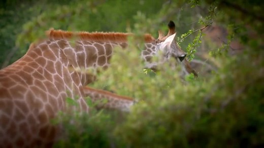 I Was Prey (TV Series 2017– )