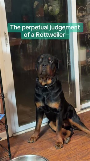 He's clearly too cool 4 me 🤣 #rottweiler #dogsoftiktok #soulmate #rowdyranger #fyp