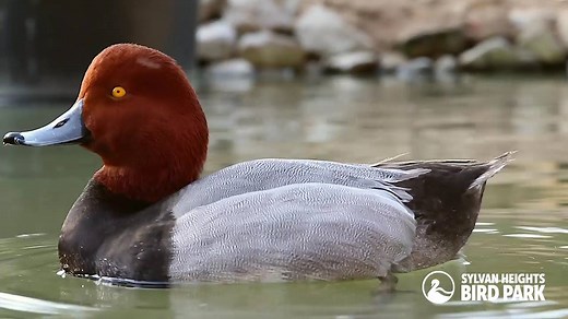 Even though the weather is chilly, the birds know that spring is coming! Watch this male redhead duck perform a "head throw" display to impress a female. Redheads have complex courtship displays that include neck stretching, cat-like calls, and this dramatic maneuver, in which the male rapidly throws his head back towards his tail. | Sylvan Heights Bird Park