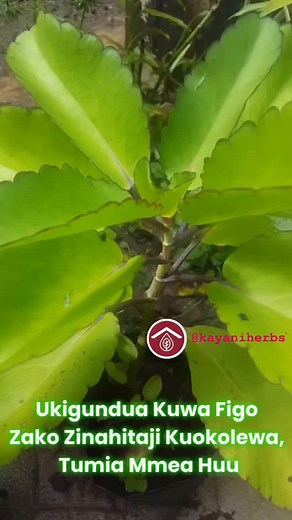 Mmea huu unaitwa Kalanchoe pinnata. Kwa kiingereza ni “Leaf of life” Kama jina lake lilivyo, mmea huu ni wa maajabu kwelikwelii. Endelea kufuatilia page hii @kayaniherbs uli uendelee kujifunza jinsi ya kujitibu na kujikinga na magonjwa na changamoto mbalimbali za kiafya. #nguvuzakiume #KayaniHerbs #Dar #Arusha #Dodoma #Reels #trend #afya #healthylifestyle | Kayani Herbs Tanzania