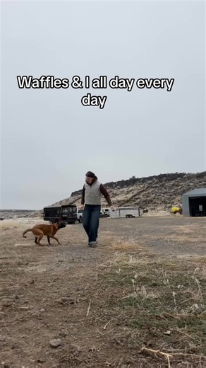 Teaching Waffle useless tricks is so fun