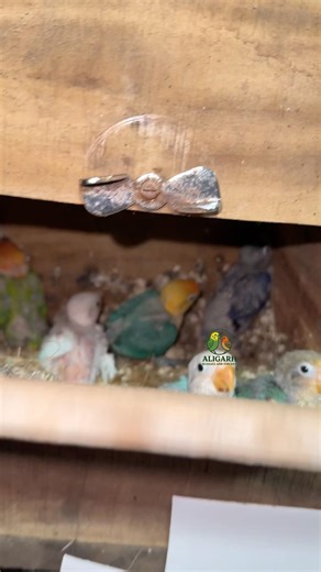 Parblue opaline Fischer lovebirds #aligarhbudgiesandfinches