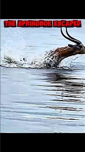 The springbok couldn’t escape from the leopard.#trending #animals #wildlife #shorts #leopard