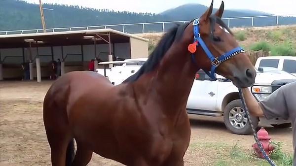 Tom Dawson introduces us to another of the qualifiers for the $3 million All American Futurity (G1) on Labor Day at Ruidoso Downs. This video features Cowboys Gun Z, who has run first or second in all three of his starts to date. You can find more videos and bios at https://www.aqha.com/all-american. | Q-Racing