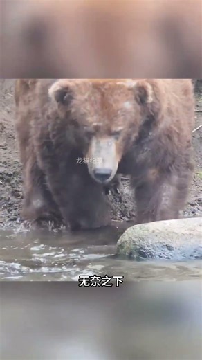 Mysterious creatures several meters long sprouted from the black bear's rear end