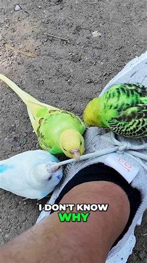 WILD PARAKEETS TAKE OVER MY SHOE! UNBELIEVABLE BIRD ENCOUNTER #shorts #parakeet #funnyanimals #birds