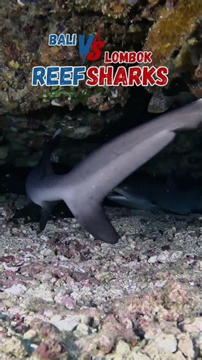 Finding Reef Sharks: Comparing Bali's Gili Biaha to Lombok's Best #bali #lombok #scubadiving