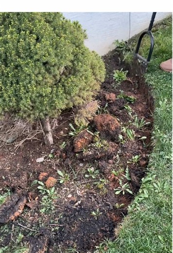Lawn Edge Transformation: From Messy to Masterpiece