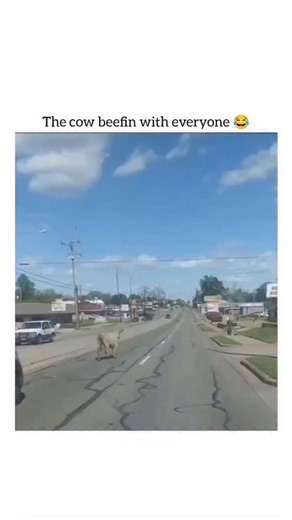 humourjoyusa on Instagram: "This video captures a chaotic and humorous scene of a loose cow running through city streets while being pursued by the police. Video Summary The video shows a light-colored cow galloping down a main road, seemingly "beefin" (arguing or causing trouble) with everyone it encounters. The Chase: A police SUV is seen following the cow with its emergency lights on. The "Last Straw": As the cow continues to run and ignore the police, the officer suddenly speeds up, making i